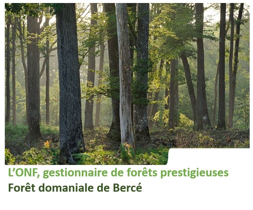 Onf Agence Régionale Des Pays De La Loire 0